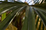 Palm Frond Texture