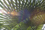 Lens Glare through Palms