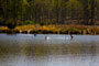 Ducks on Bass Lake Mid-Late Afternoon